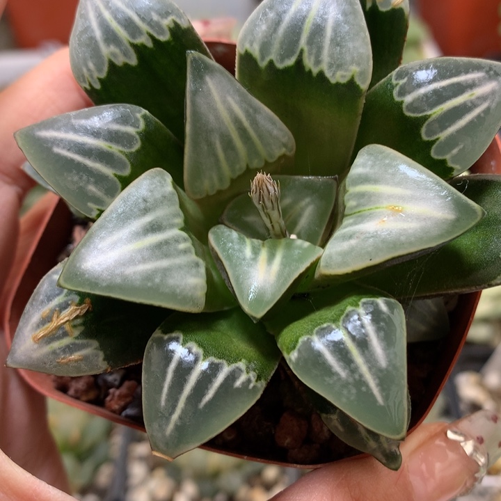 云窗白美人带盆土