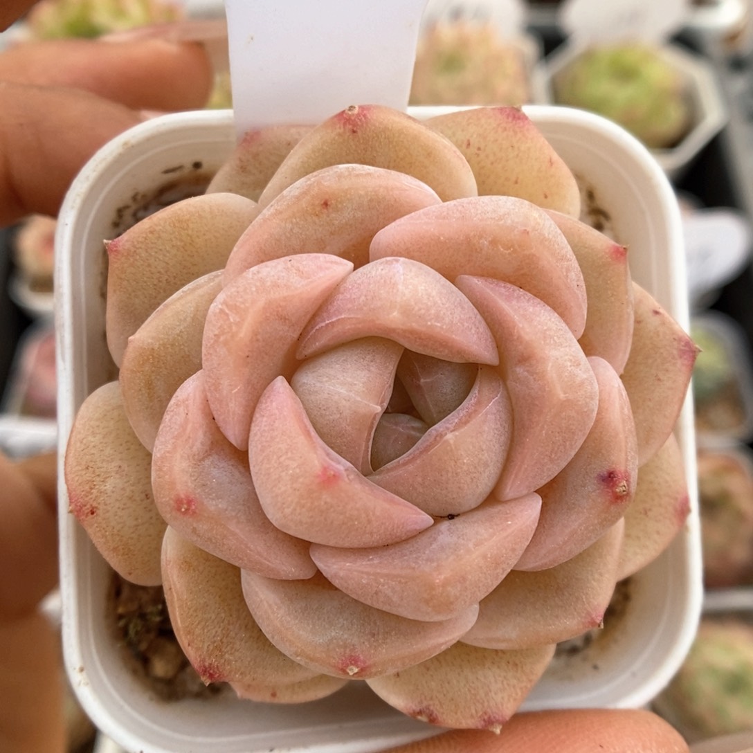 良辰可拍448号。   