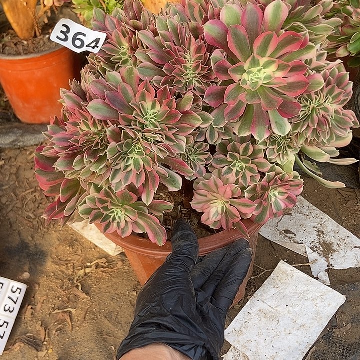 364粉女巫老庄缀化特价