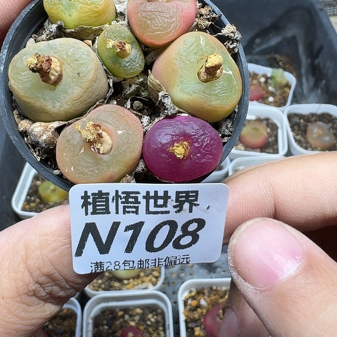 多肉W的润泽ghjmnnn