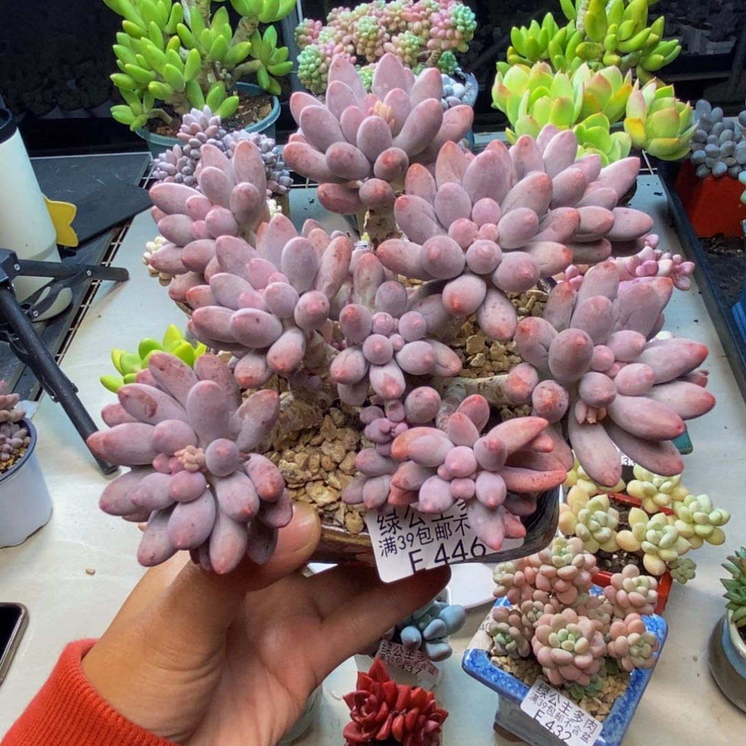 446香水手指奶多肉10c m