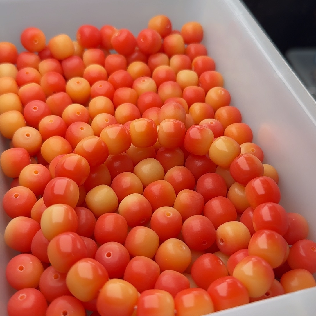 吊坠菩提根/象牙果50 颗晚霞 13 桶