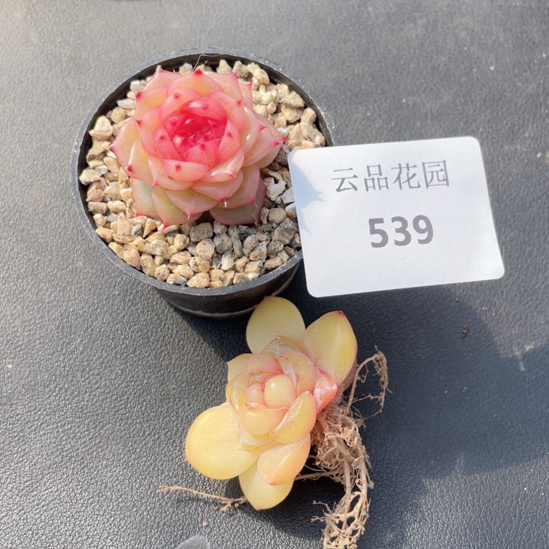 祝**布539号糖心冰心珍妮2