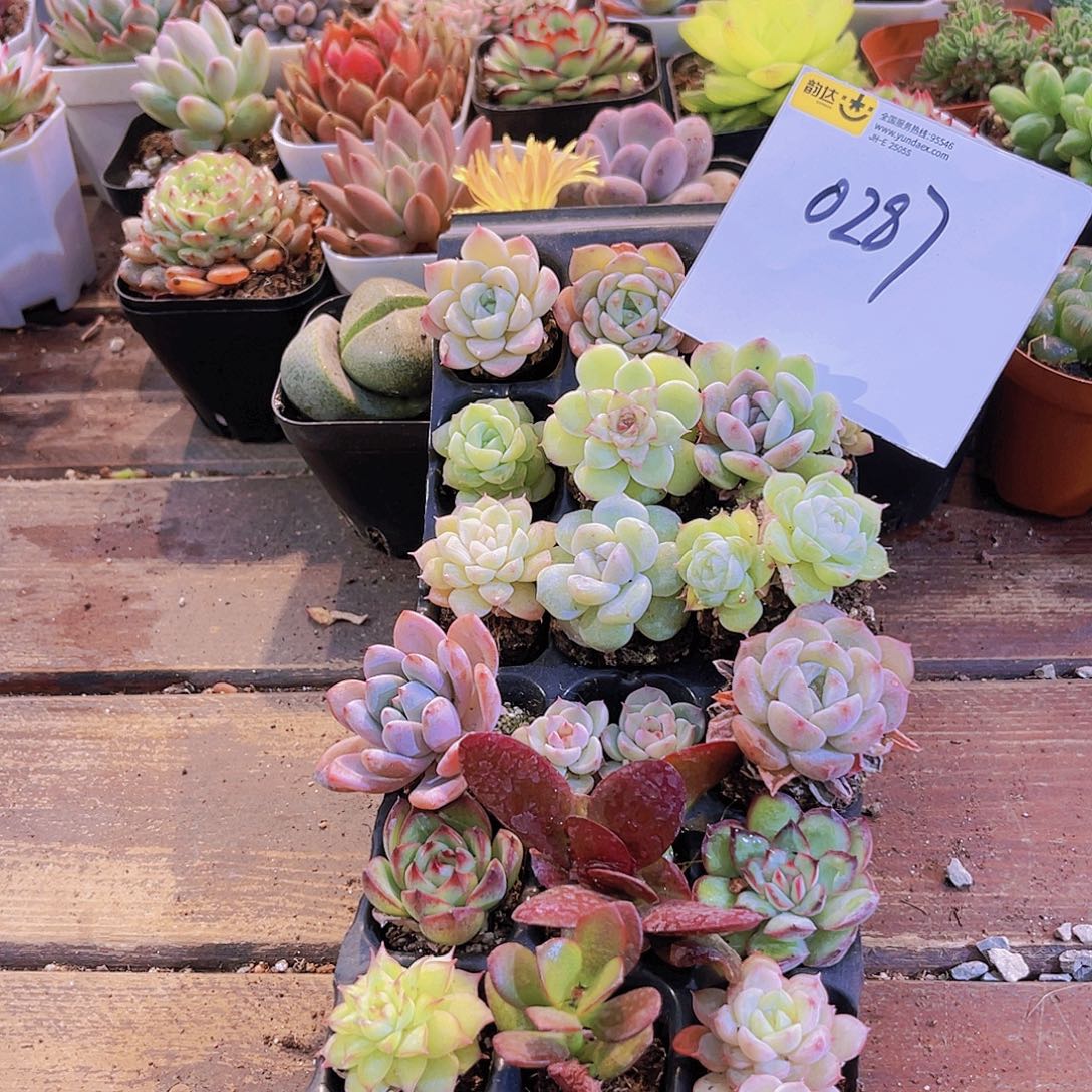 一物一拍0287福利套餐