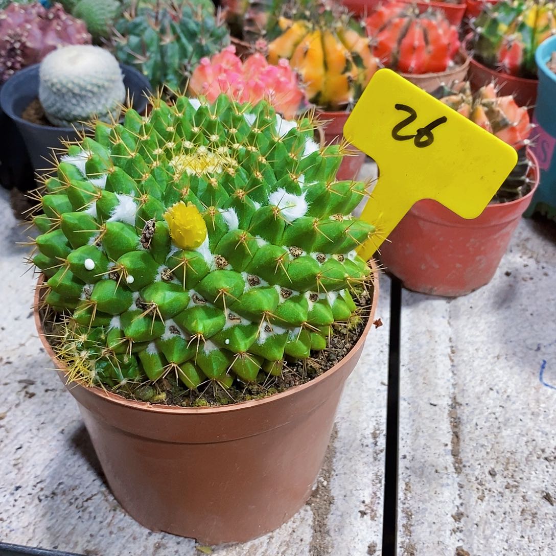 繁***锦金王111111111111111个