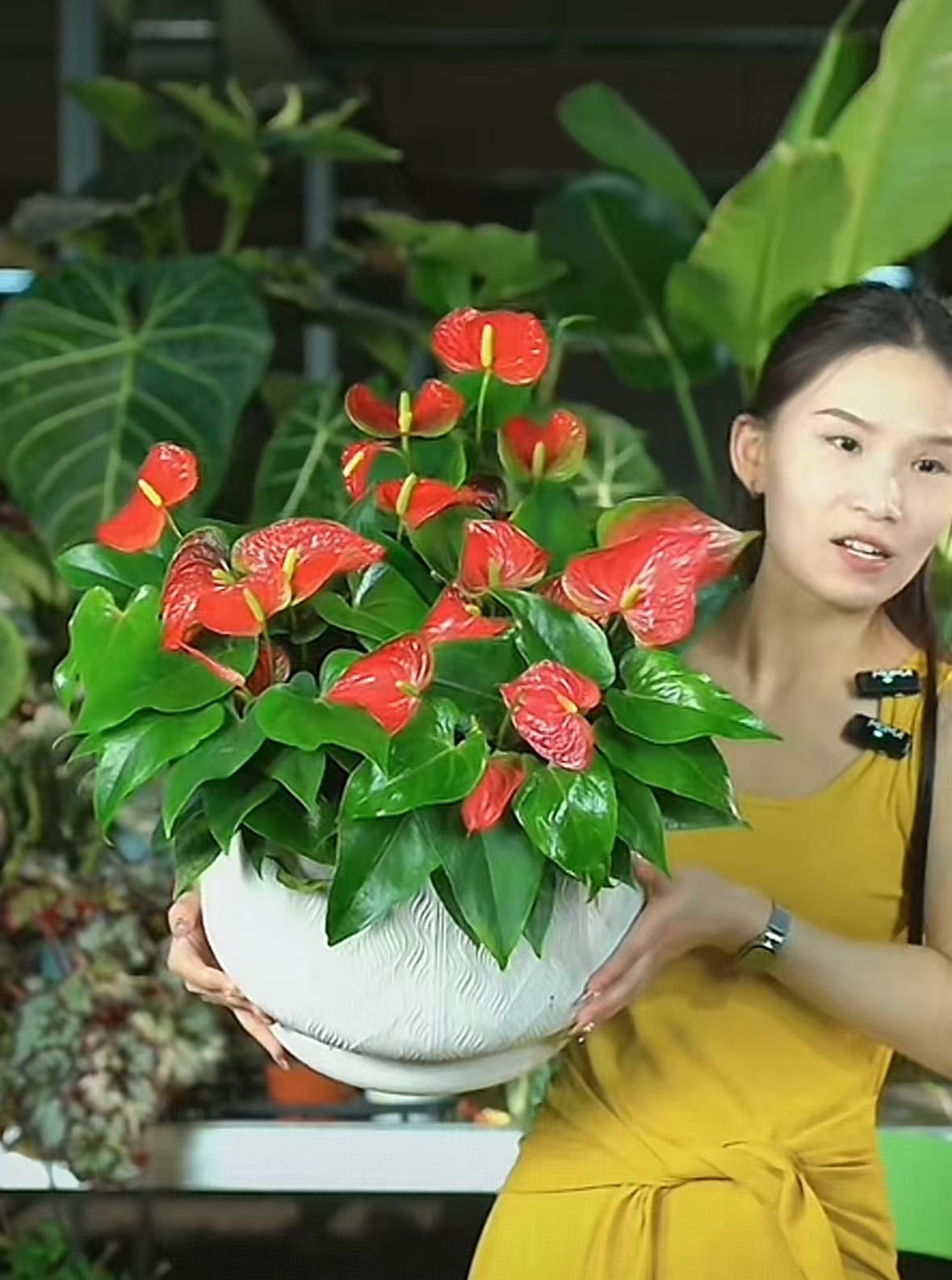 限购一单，红掌，室内养护绿植，寓意特别好，特别好养  不带陶瓷盆