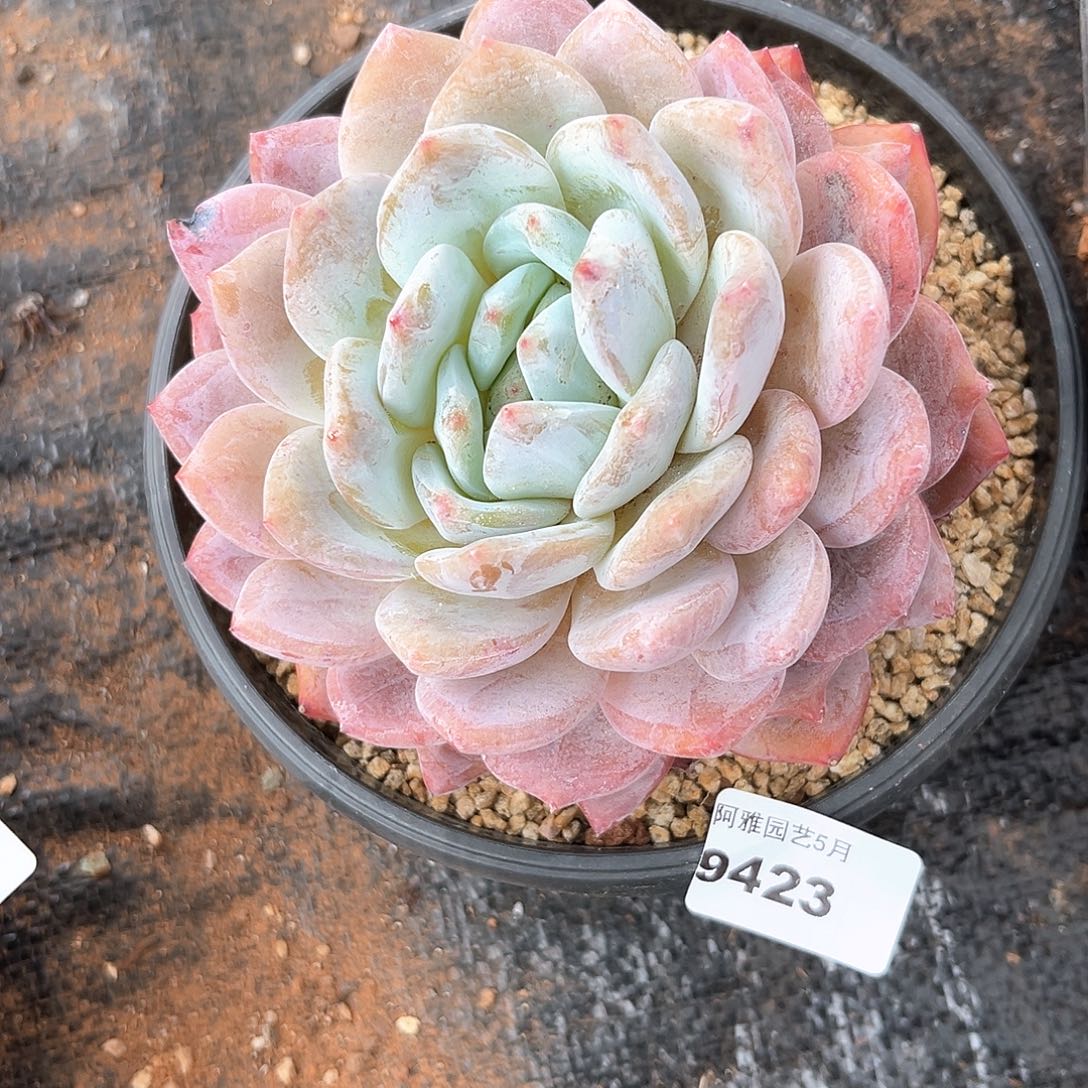 阿雅园艺。    瑕疵9423