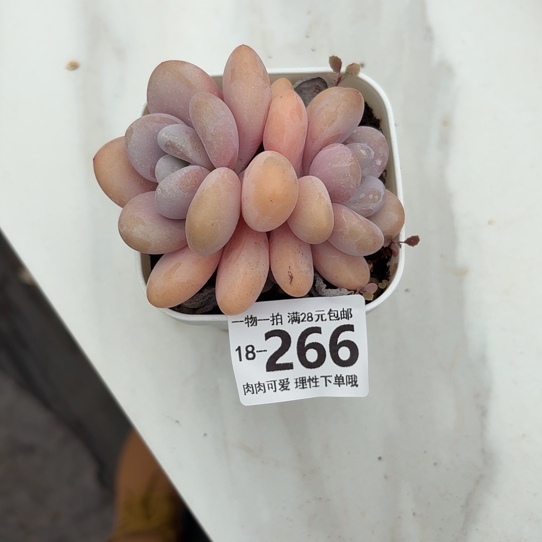 粉兔无盆土发货无