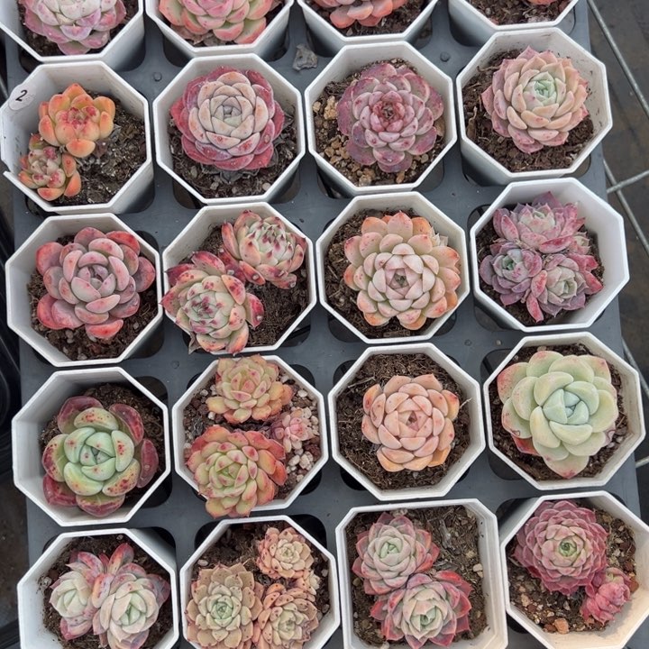 24颗多肉套餐量拍多肉满20包邮下午发