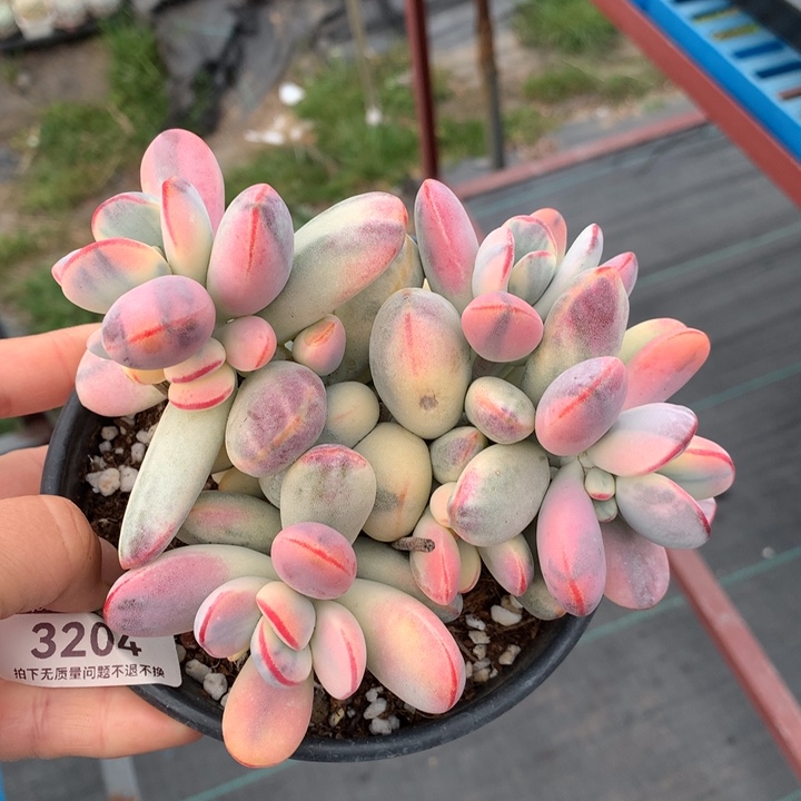 乒乓福娘锦多肉植物3204