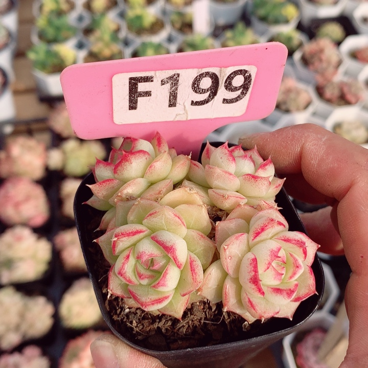 麦秆6cm不包整群