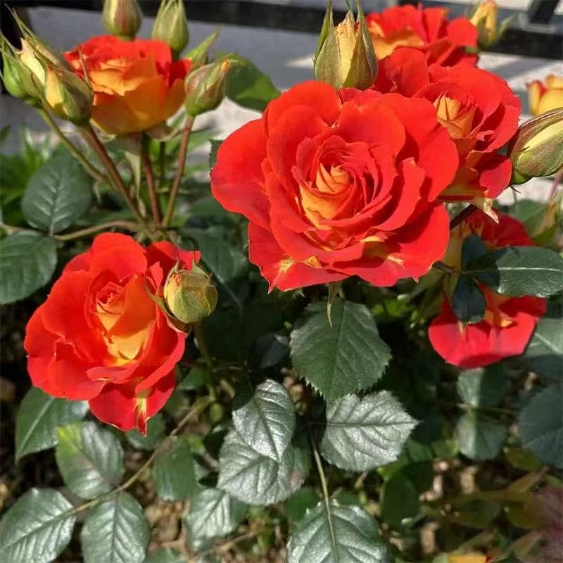 【双鱼座】优质花苗兰知春序鲜花花束铃兰花黄玫瑰月季多头玫瑰花