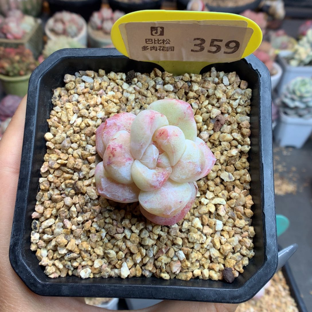 359冰玉石化新年快乐