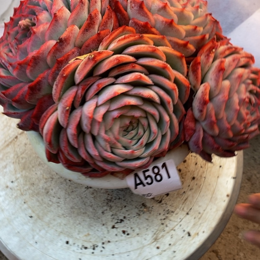 【闪购商品】执**?多肉植物