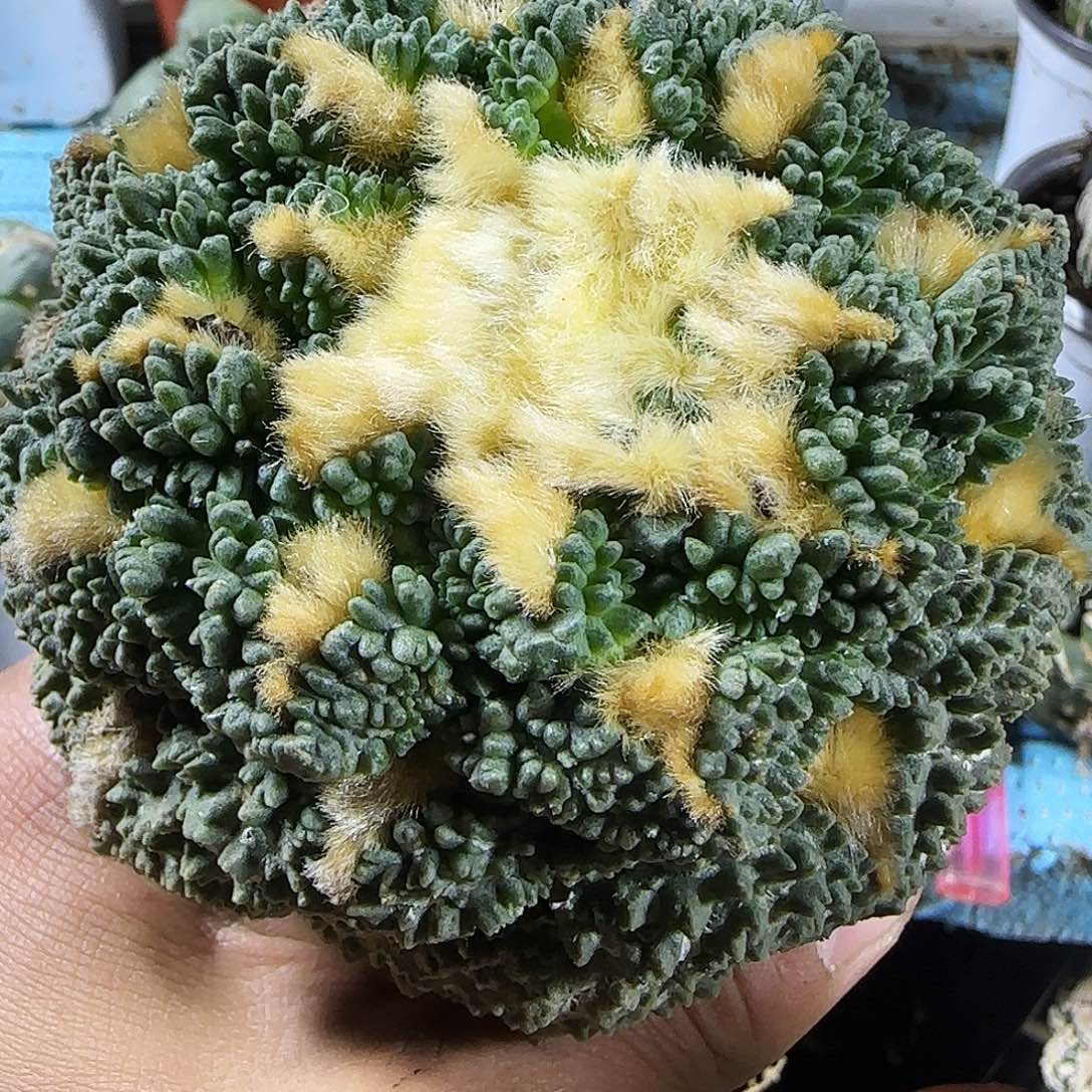 大牡丹308仙人球开花