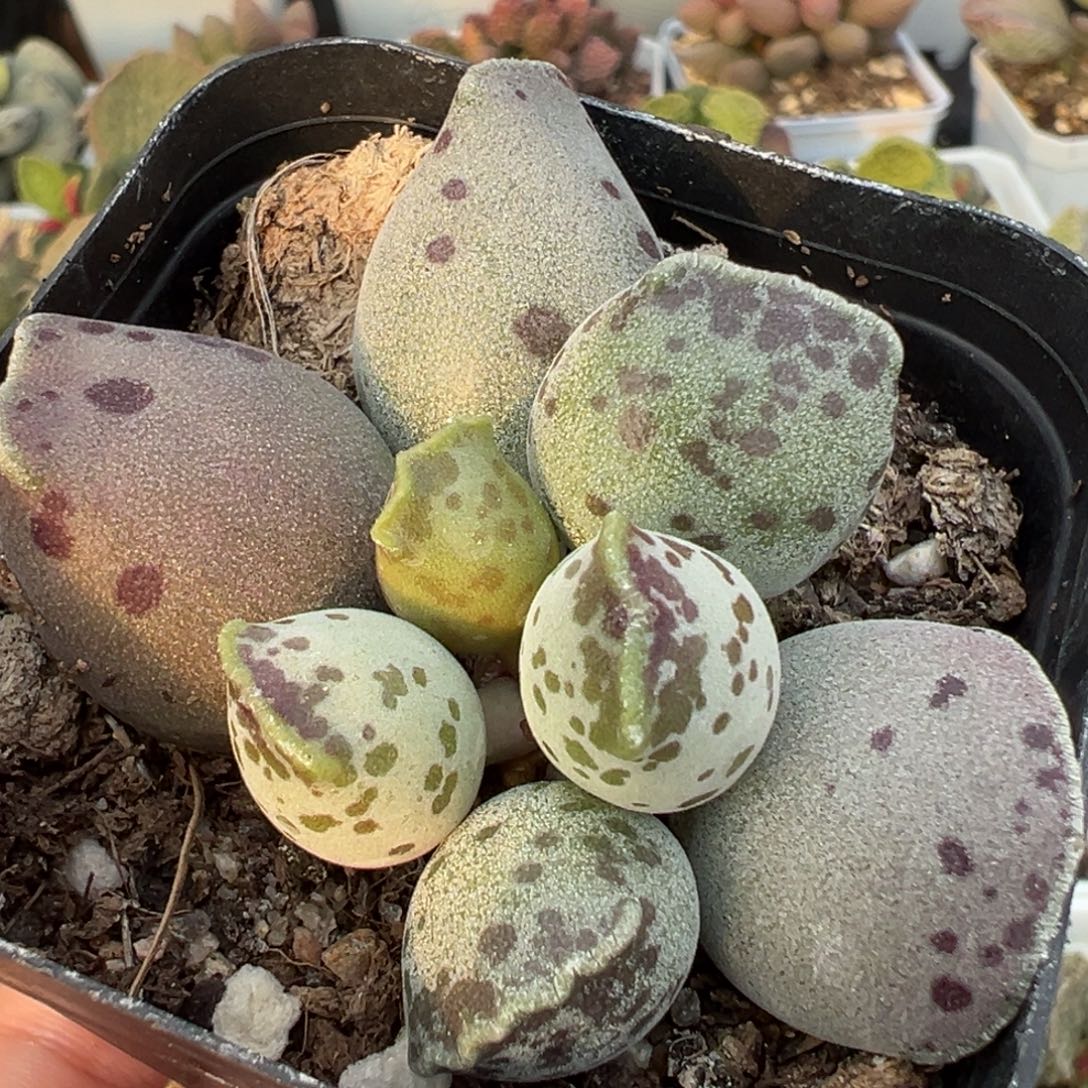 丸叶海豹多肉植物水泡