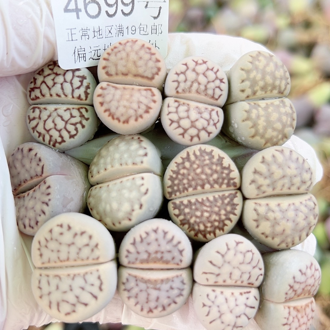 4699五年精品大理石12个2cm左右