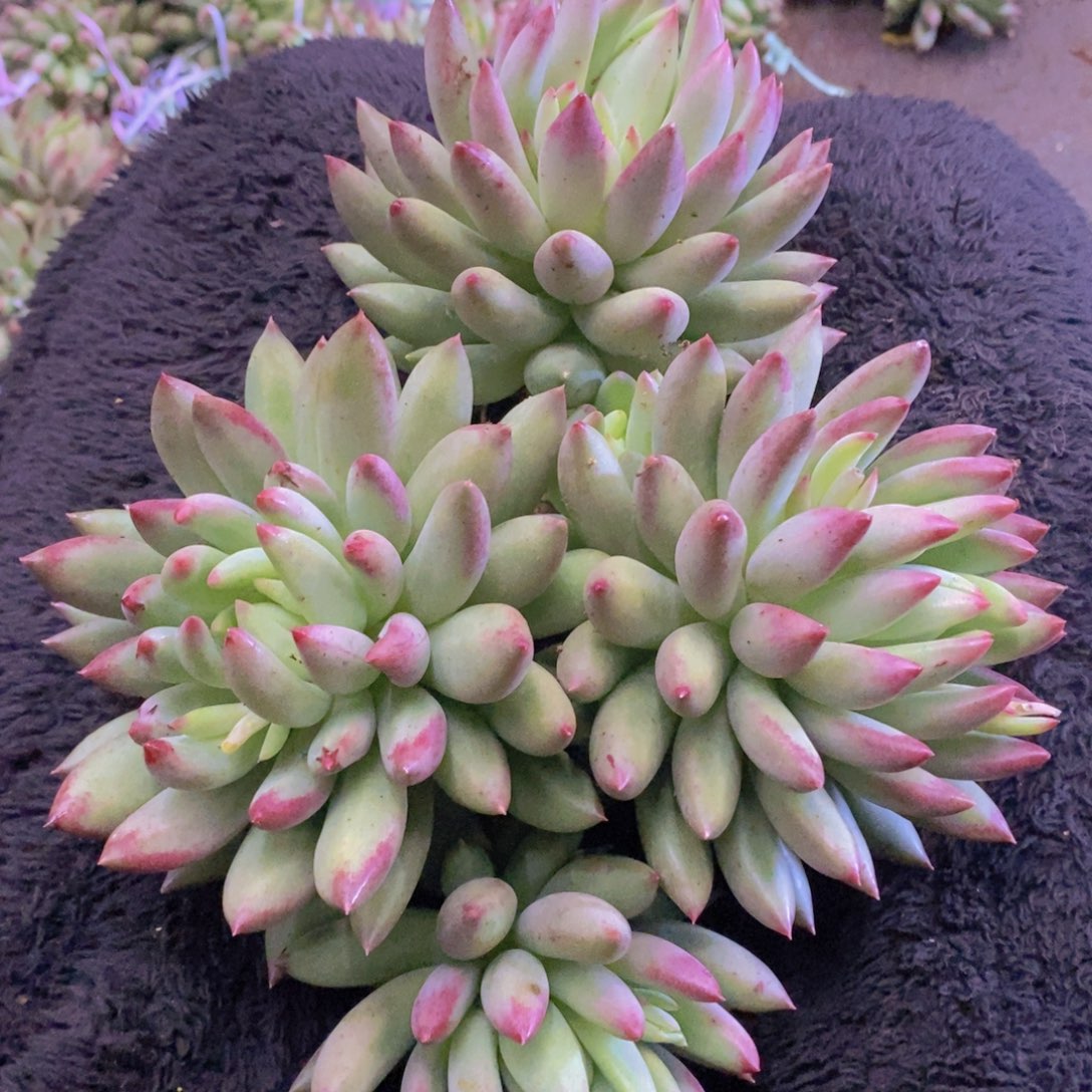 多肉植物多肉植物