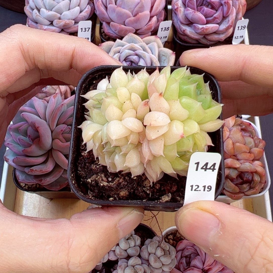 好好看144、哈哈哈哈