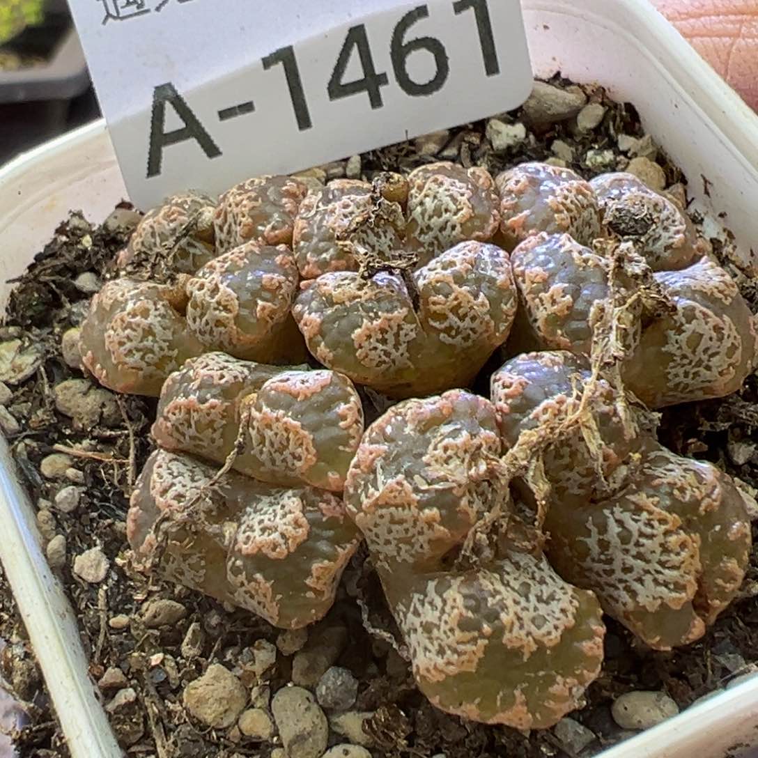 多肉植物11111111111111111