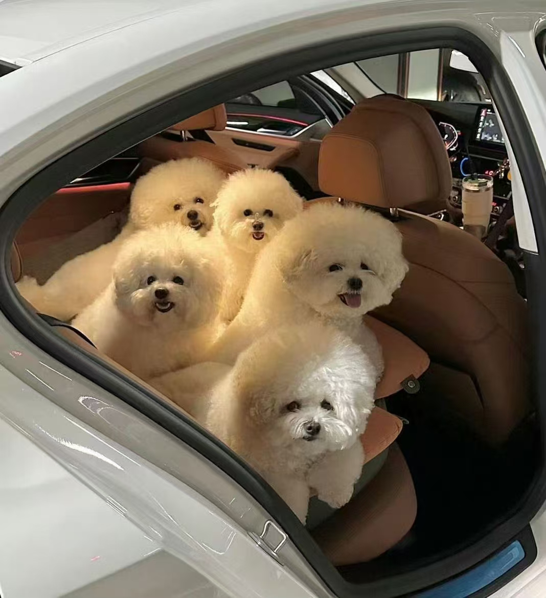 创意萌宠狗狗相框