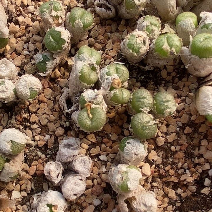 编号铜壶一群。        