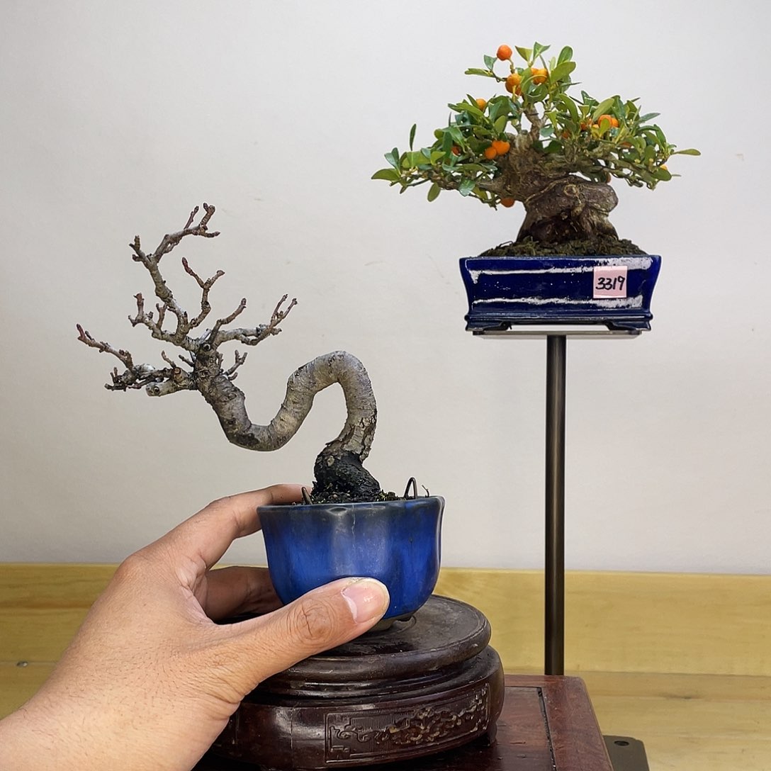 木本黄果海棠盆栽