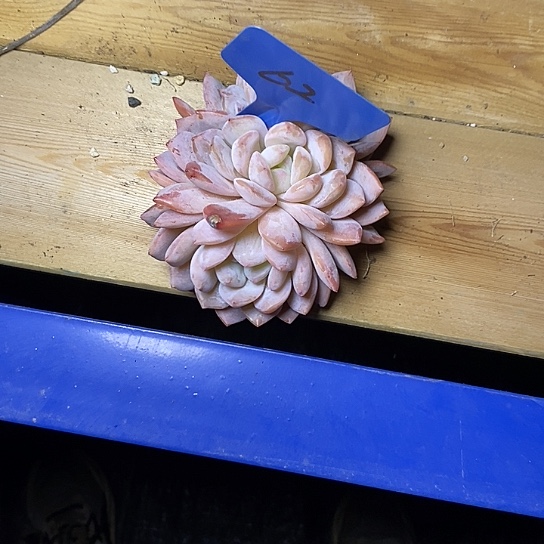 小****友62///////////////