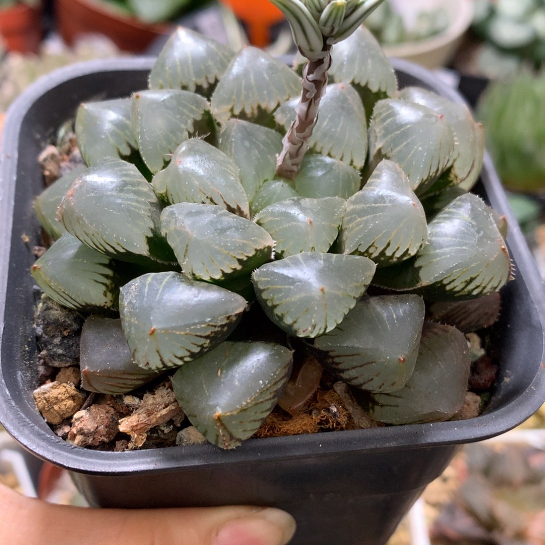 笛***子糯玉露，带盆土发货了