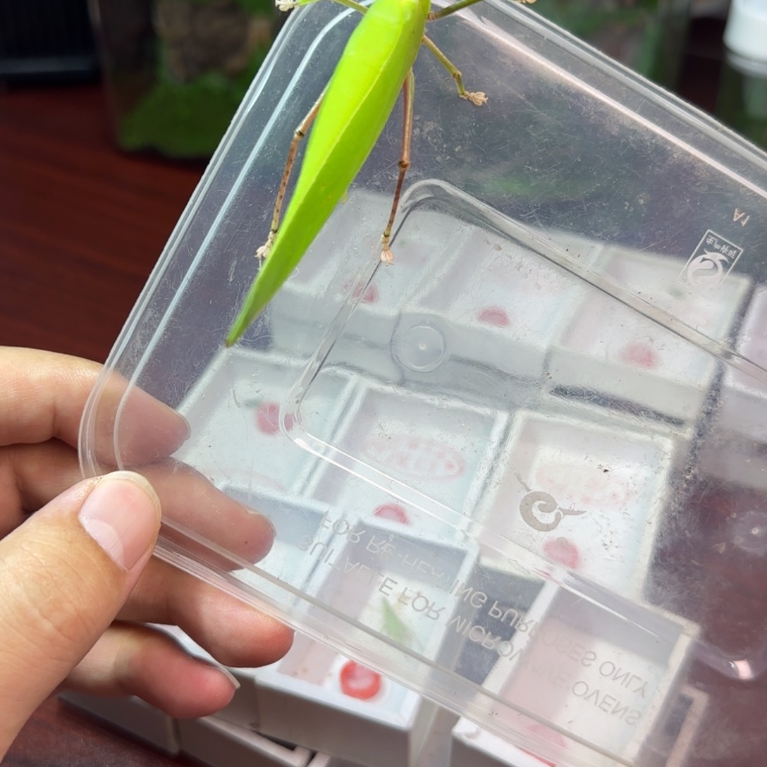 素背鸣虫一只模型