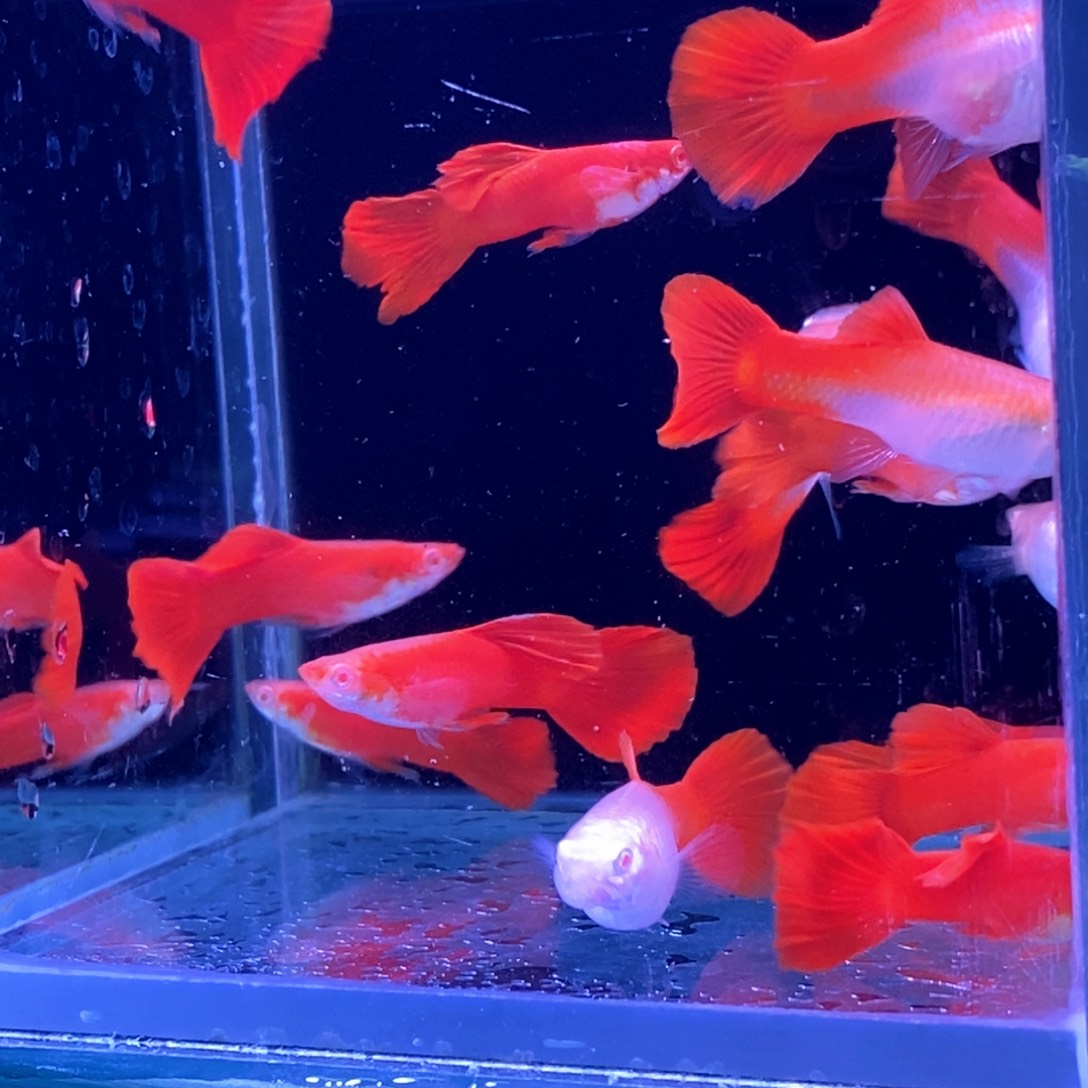 孔雀鱼福利血红20条包邮