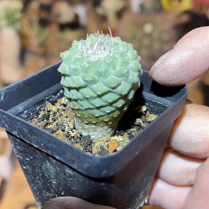 满38包邮2天凑单，脱土晾根发货多肉植物实生菊水