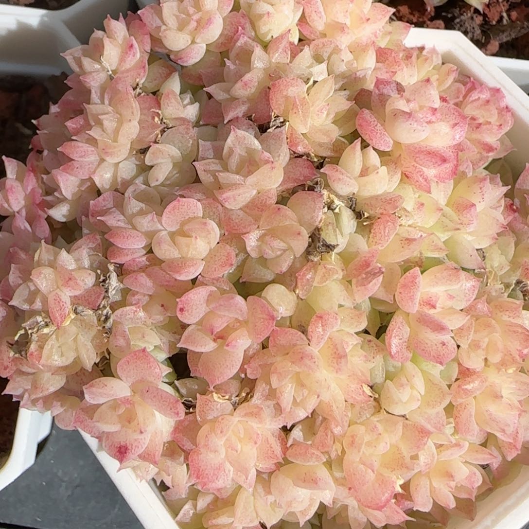 花语逸镜0130-613散