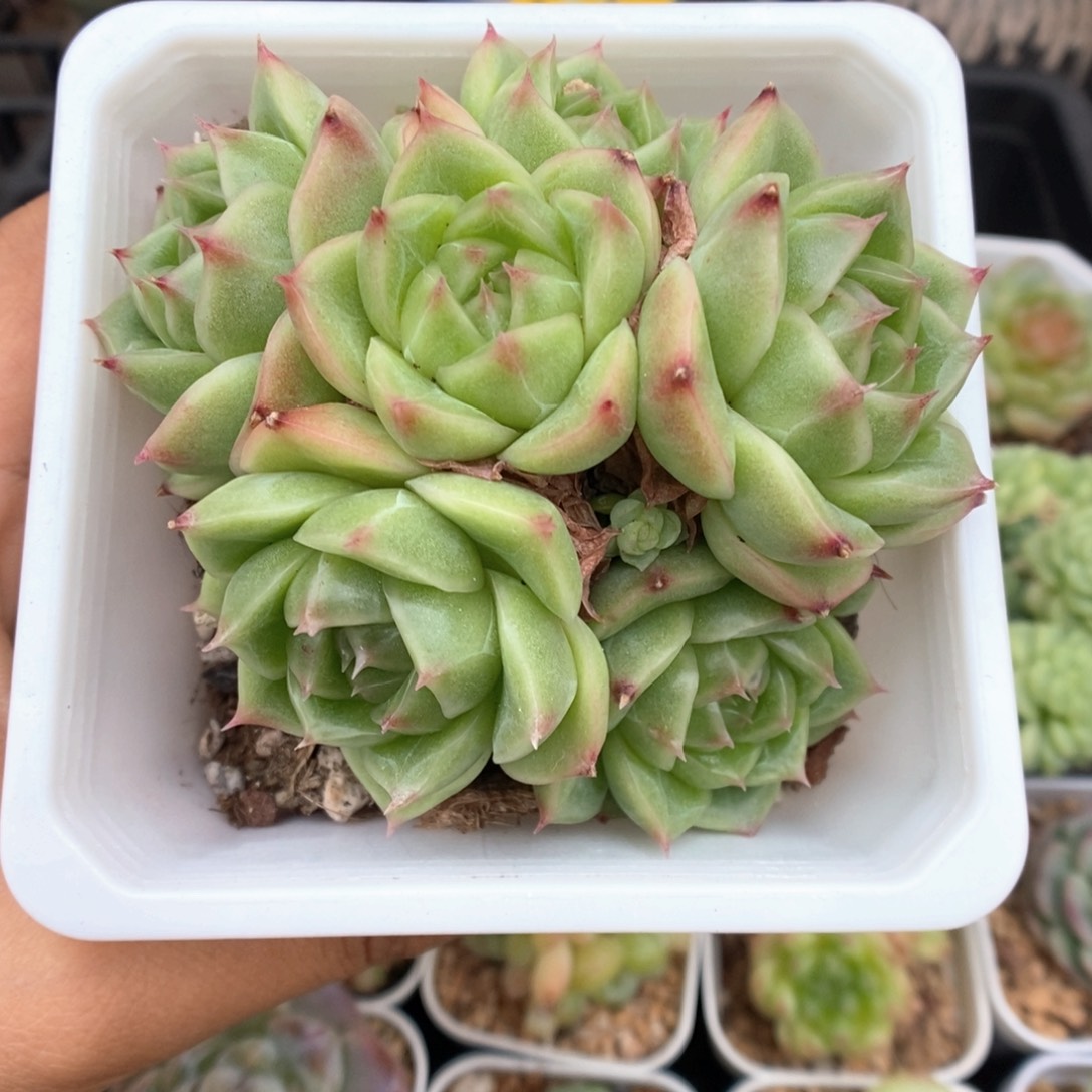 油透麦秆群生3695号