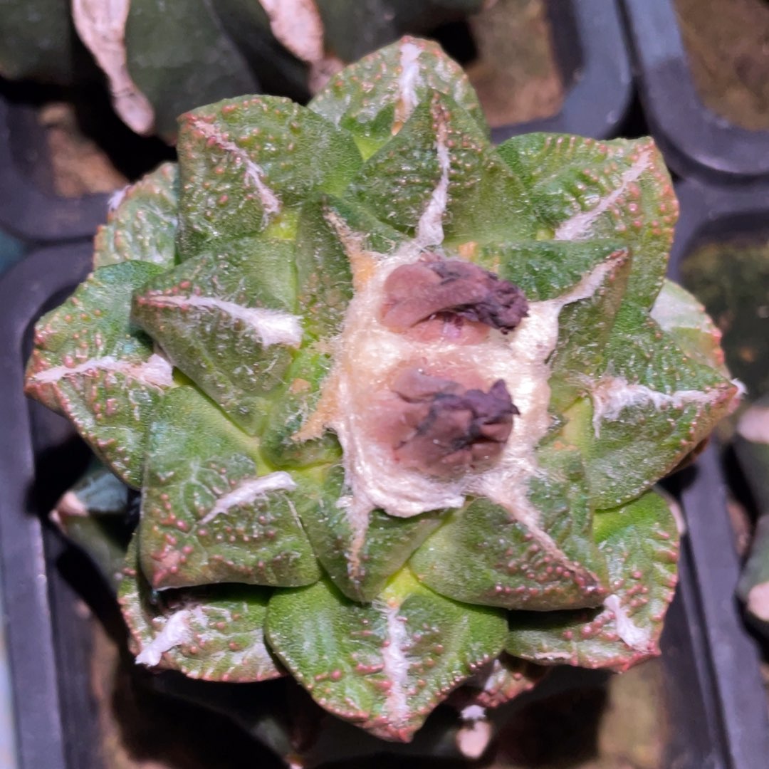 红叶翠锦 螺旋龟甲牡丹 