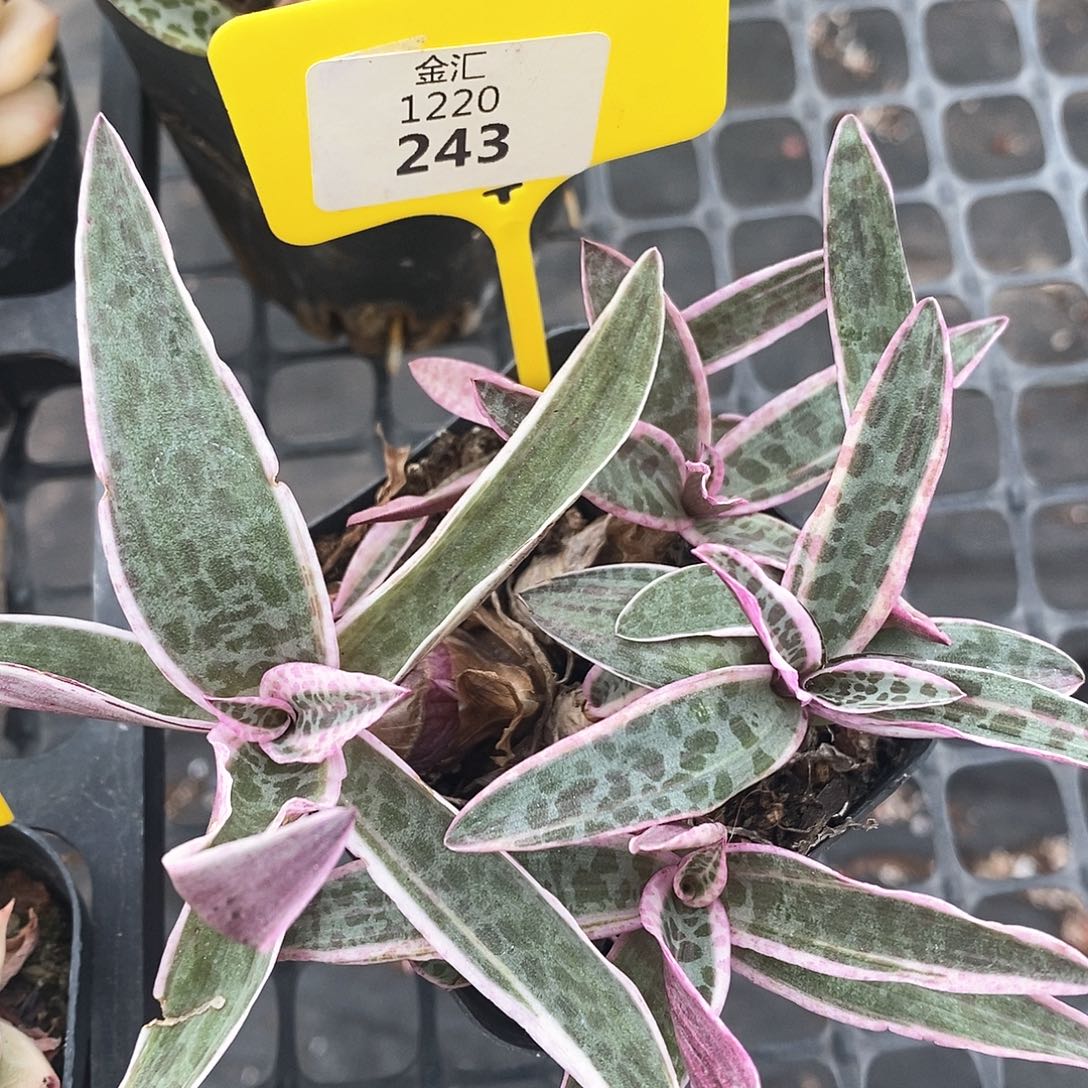 福利多多。1220243