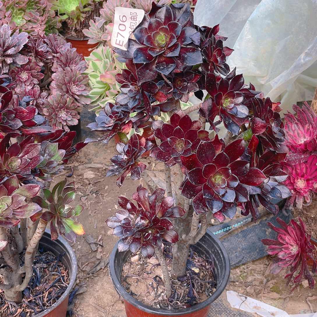 706黑法师多肉法师