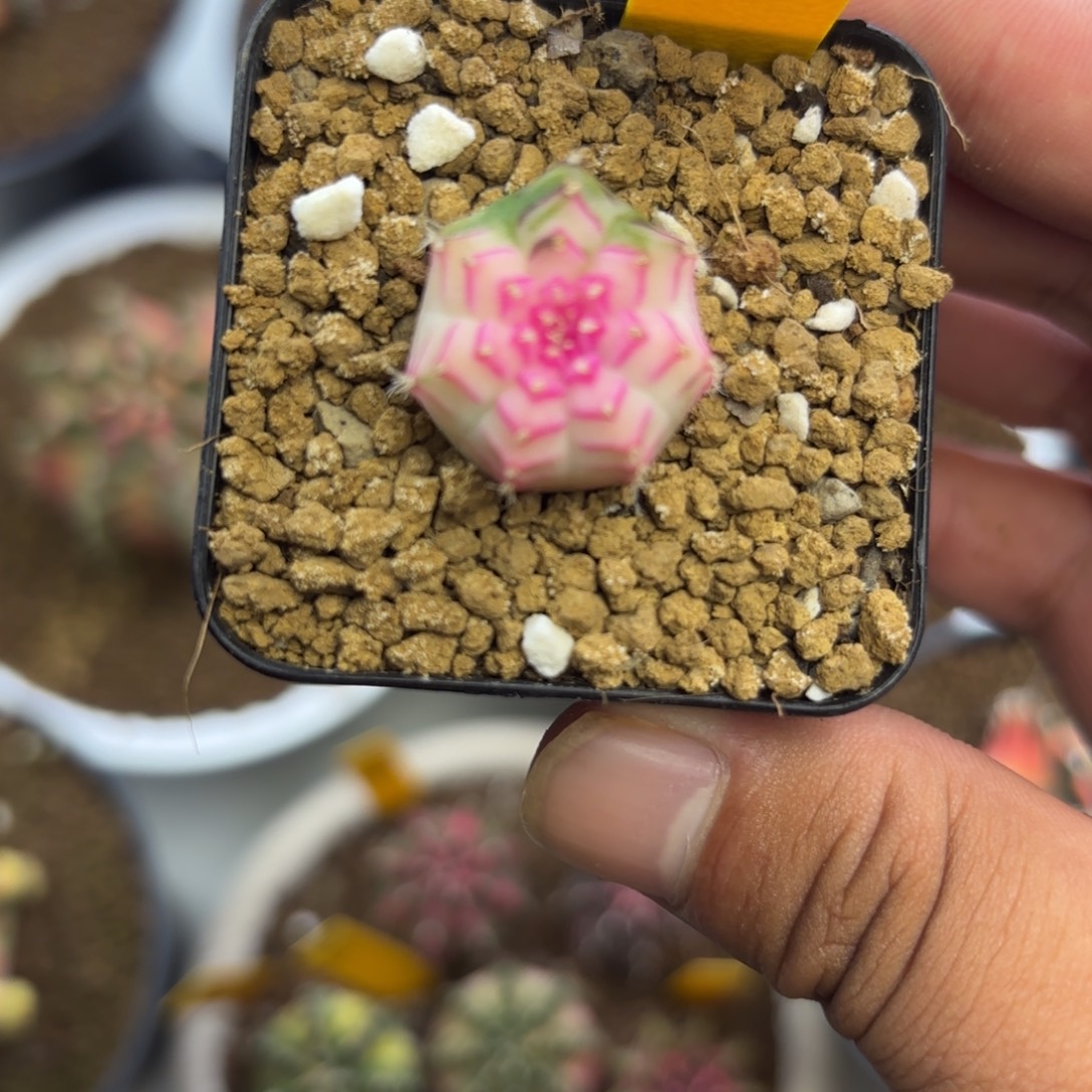 118-1231泰国发货多肉