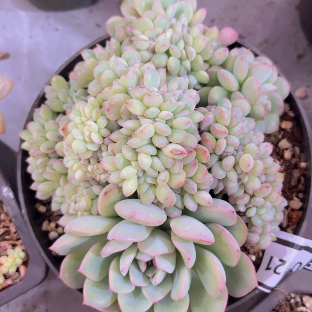 荷花缀01121多肉植物