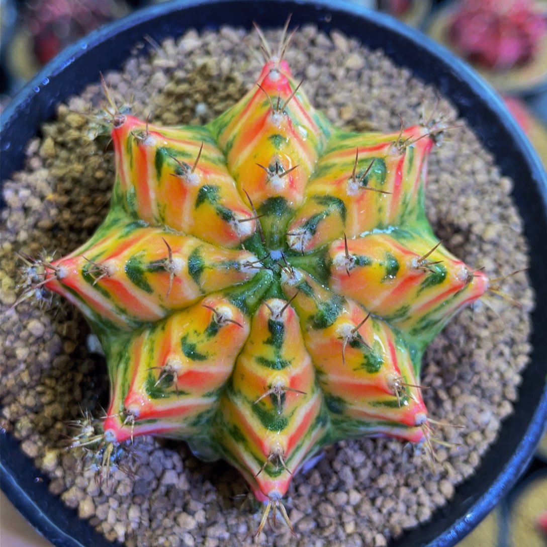 米哈星球000000000000011