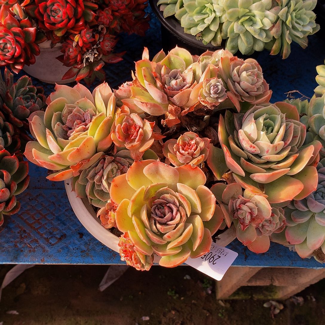 呜***海       桃花坞多肉29054