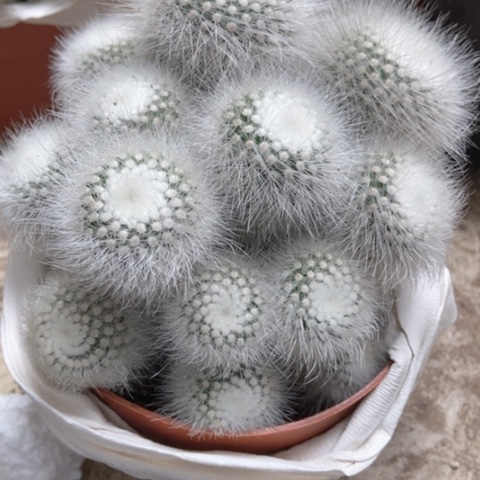 白小丁仙人球15米仙人球