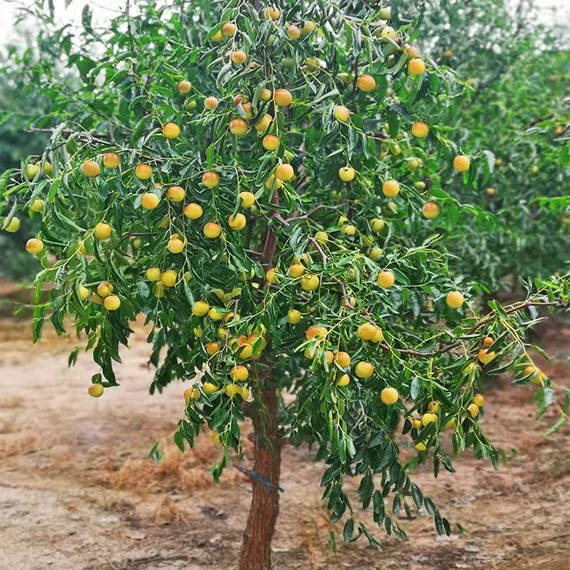 特大冬枣枣树南北方四季种植庭院阳台别墅栽种易管理成活高红枣树