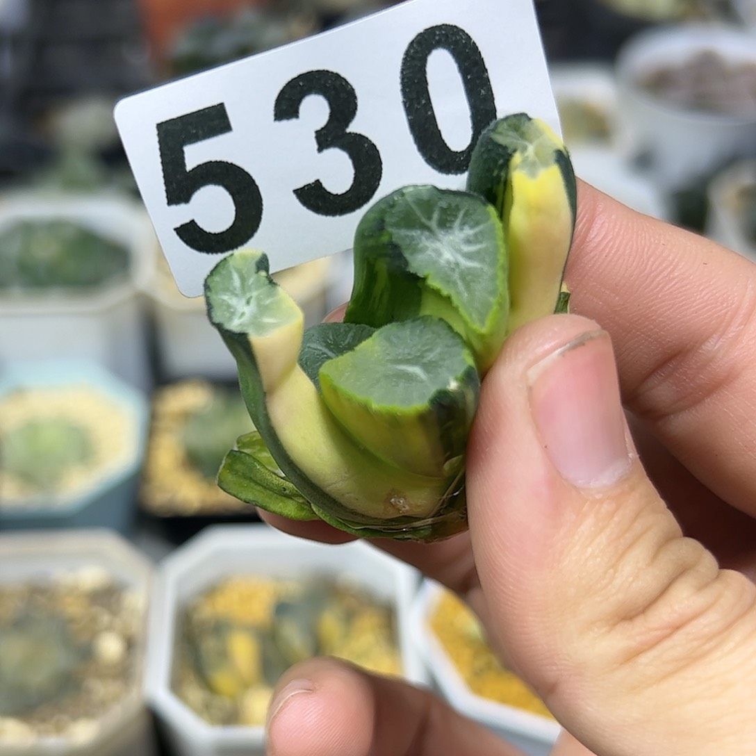 Ms9万象锦，现在在