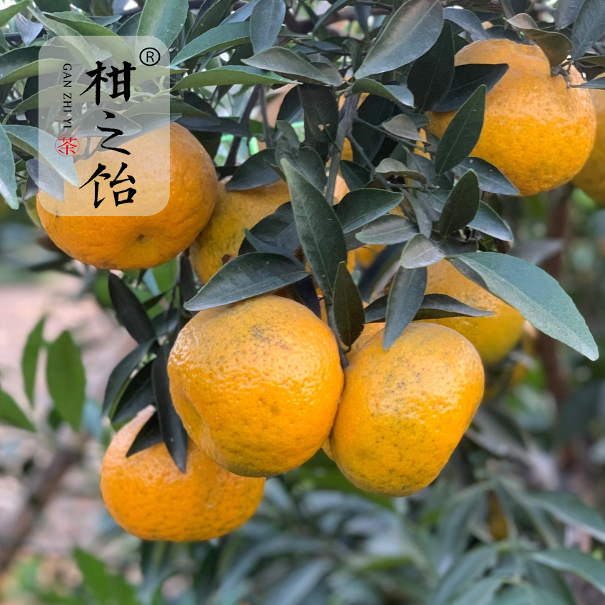 柑之饴【5斤小果新会天马茶枝柑】大红（微青）晒陈皮圈枝鲜果现摘发7