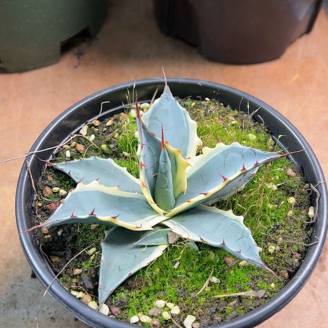 多肉植物赖光白覆轮