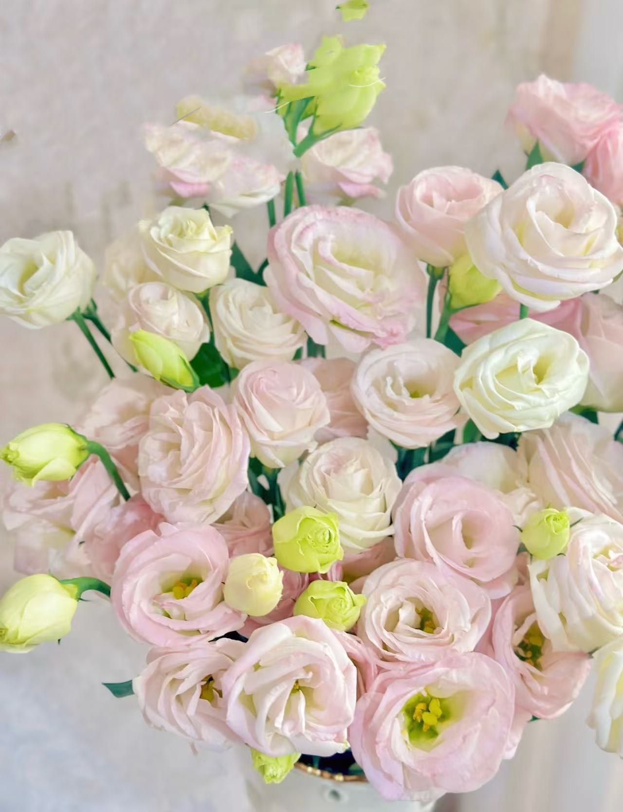 【陌上花开】立深清欢洋桔梗-粉色洋桔梗（800克）