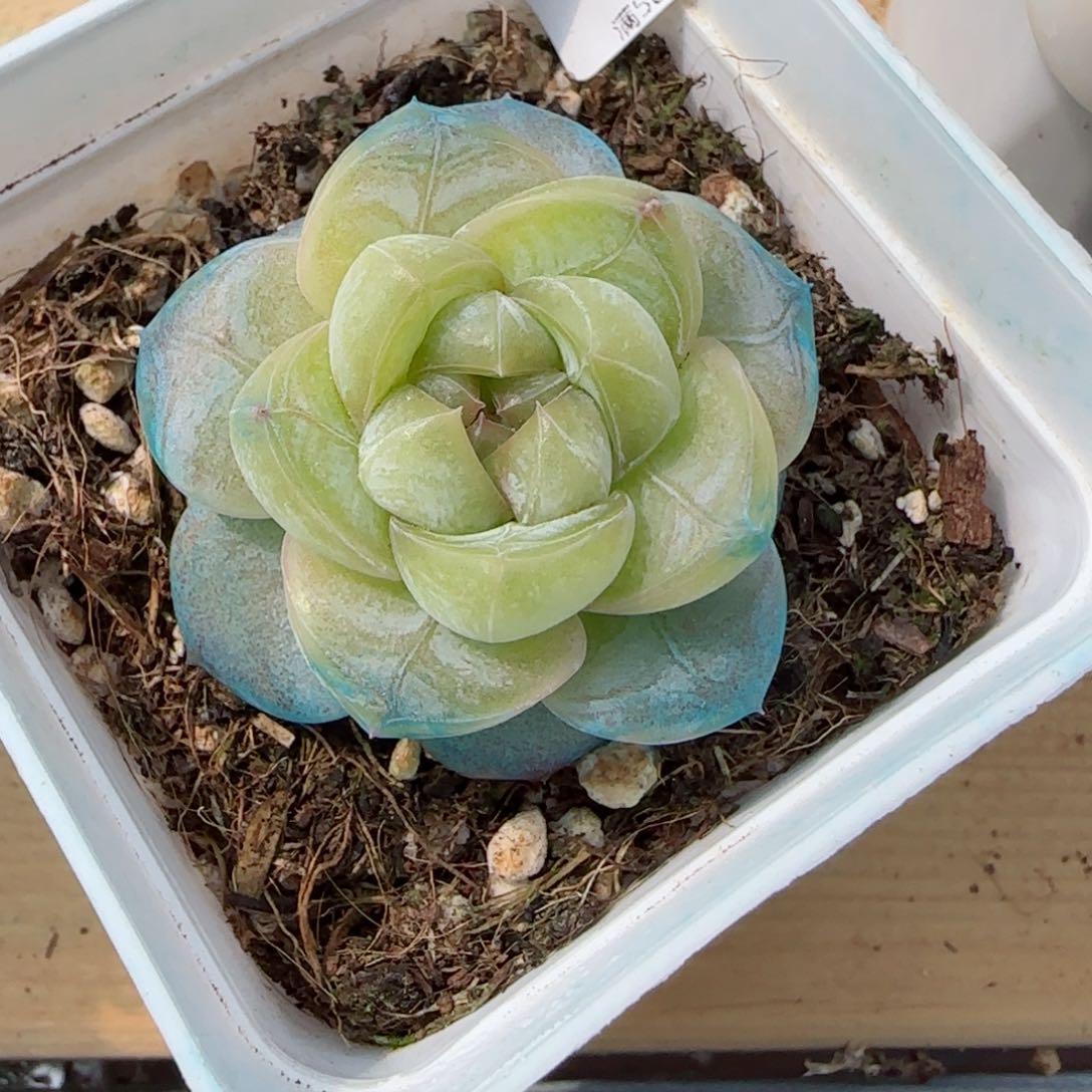 孤品珍妮，7366多肉