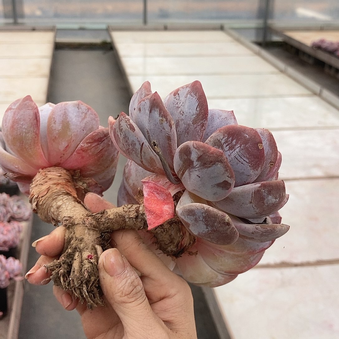 星影摘叶拖土的随机3头