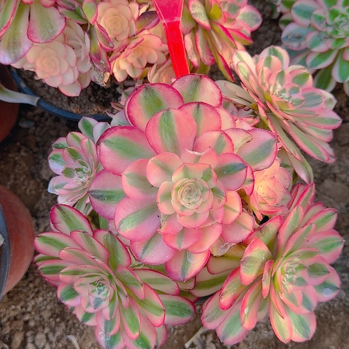 5-59倾城多肉法师